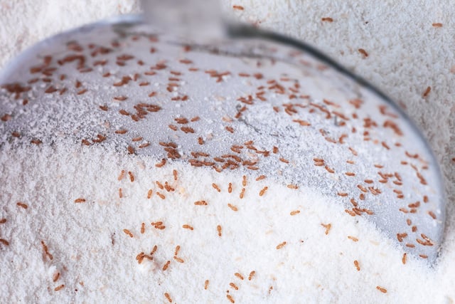 Moins connu que la mite, cet insecte peut envahir vos placards si vous ne faites pas attention