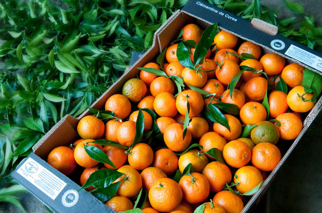 Pourquoi vous devez absolument consommer des clémentines de Corse