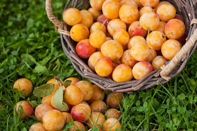 Mirabelles : comment les congeler sans qu’elles se transforment en bouillie