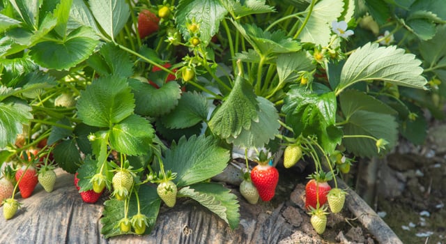 Vous ne devinerez jamais quel géant de l'électroménager se cache derrière cette production de fraises novatrice
