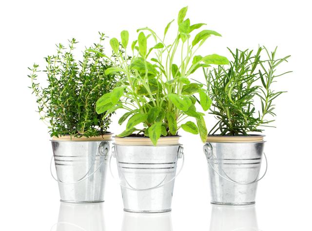 Comment se débarrasser des moucherons sur les plantes aromatiques ?