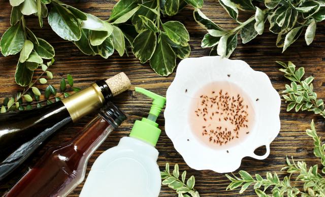 Pourquoi ma cuisine est envahie par les moucherons en ce moment ? Voici la réponse !