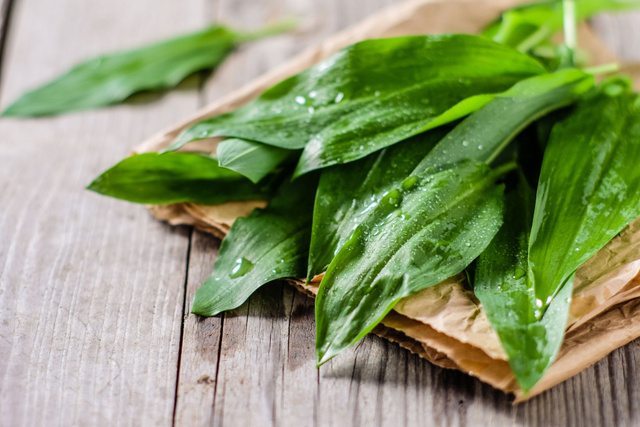 L’ail des ours : un délice des bois à cueillir et à cuisiner