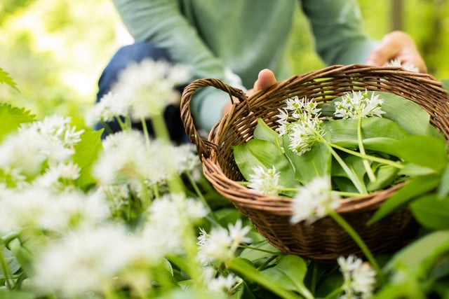 C'est le trésor culinaire du mois de mars : cette plante sauvage regorge de bienfaits