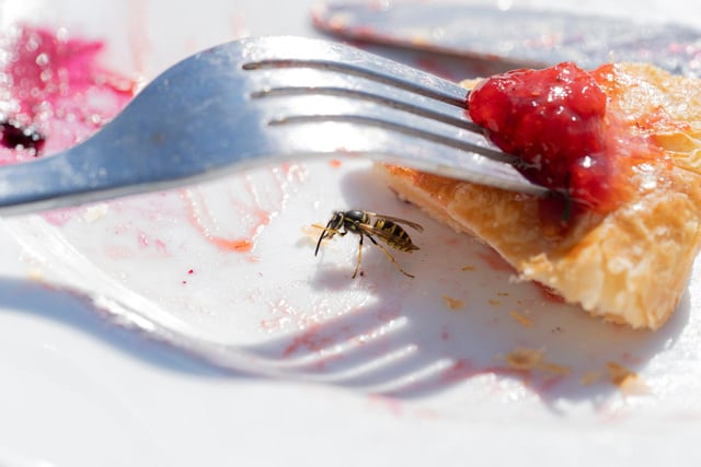 Voici comment empêcher les guêpes de gâcher vos repas en terrasse