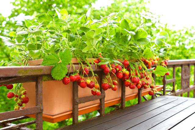 Faire pousser des tomates ou des aromates sur votre balcon : avez-vous vraiment le droit ?
