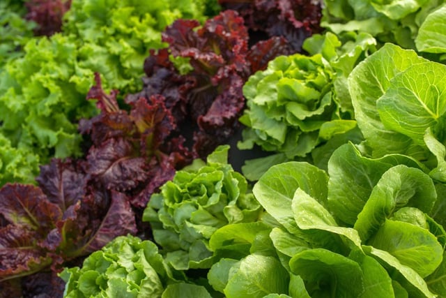 Avec des rayons vides : va-t-on vers une pénurie de salades pour cet été