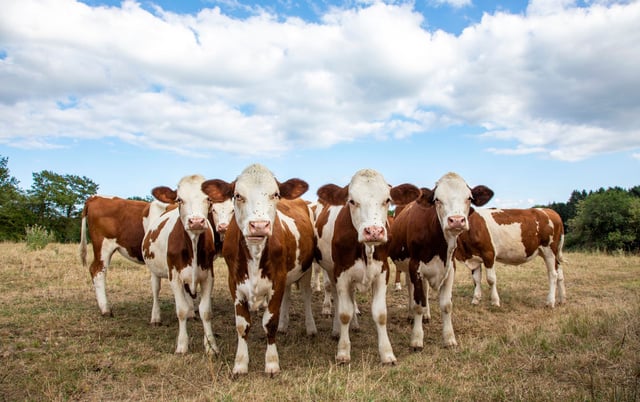 Vous ne pourrez malheureusement plus déguster ce fromage à cause de la sécheresse