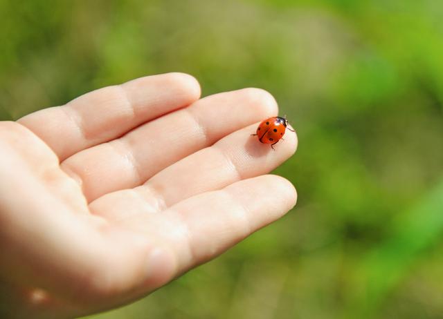 Pourquoi vous ne mangerez sans doute pas d'insectes dans le futur ?