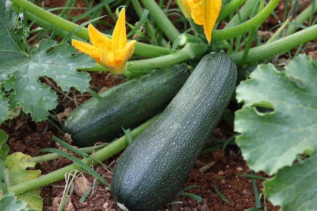 Vous voulez profiter de vos propres courgettes ? Selon ce jardinier, il est encore temps de les planter pour les récolter dès la fin de l’été !