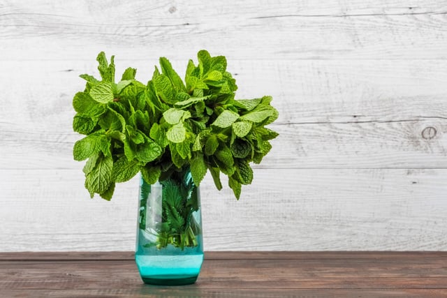 Comment bien conserver son bouquet de menthe ?