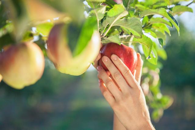 Vrai ou faux : ai-je le droit de cueillir les fruits qui dépassent chez un voisin ou sur la voie publique ?