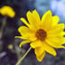 Arnica