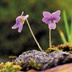 Violette
