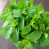 Menthe